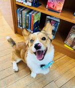 A happy dog in a library