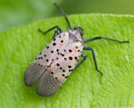 a spotted lanternfly