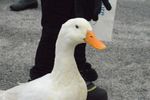A duck socializing at an event